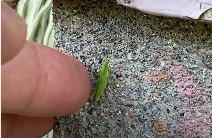 超小さい バッタの赤ちゃん と雑草の話 東京の田舎暮らし